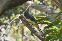 Trogon citreolus