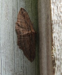 Austrocidaria gobiata