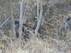 Myrmecophaga tridactyla