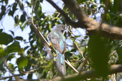 Trogon citreolus
