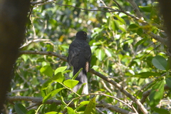 Trogon citreolus