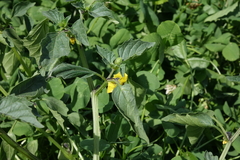 Physalis philadelphica