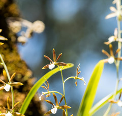 Prosthechea squalida