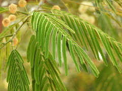 Anadenanthera colubrina