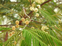 Anadenanthera colubrina