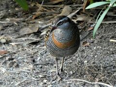 Gallirallus philippensis