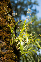 Prosthechea squalida