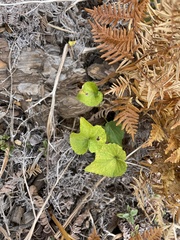 Viola lobata integrifolia