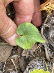 Viola lobata integrifolia