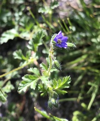 Erodium crinitum