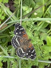 Anthanassa texana texana
