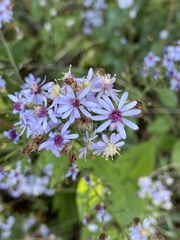 Symphyotrichum cordifolium