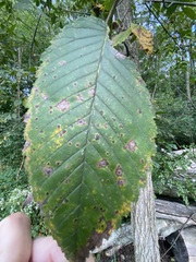 Ulmus americana