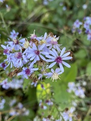 Symphyotrichum cordifolium