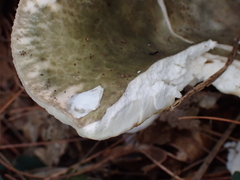 Russula virescens