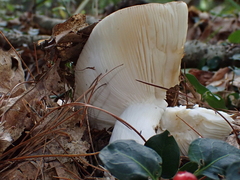 Russula virescens
