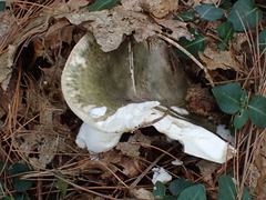 Russula virescens