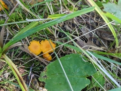 Cantharellus