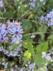Symphyotrichum cordifolium