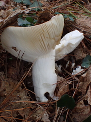 Russula virescens