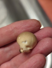 Apioperdon pyriforme