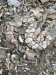 Agkistrodon laticinctus