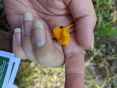Cantharellus