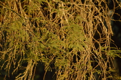 Prosopis alba