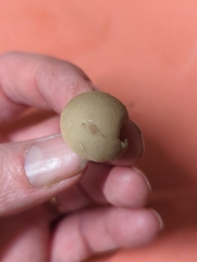 Apioperdon pyriforme