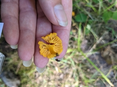 Cantharellus