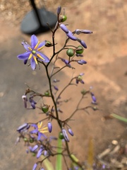 Dianella longifolia