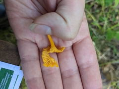 Cantharellus