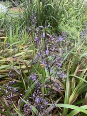 Dianella longifolia
