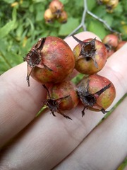 Crataegus intricata