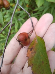 Crataegus intricata