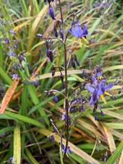 Dianella longifolia
