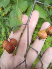 Crataegus intricata
