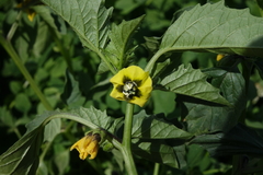 Physalis philadelphica