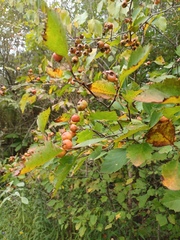 Crataegus intricata