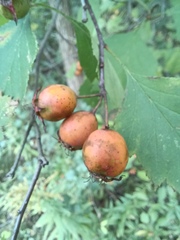 Crataegus intricata