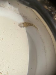 Apletodon