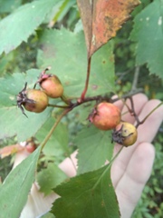 Crataegus intricata