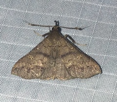 Renia discoloralis