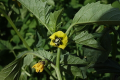 Physalis philadelphica