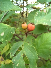 Crataegus intricata