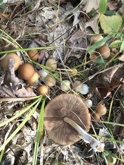 Psathyrella piluliformis