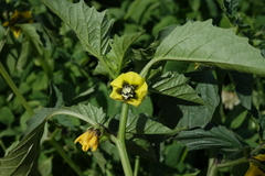 Physalis philadelphica