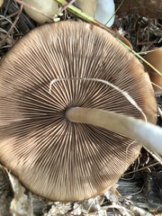 Psathyrella piluliformis