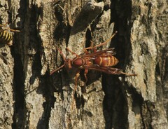 Polistes bellicosus