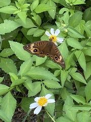Junonia neildi varia